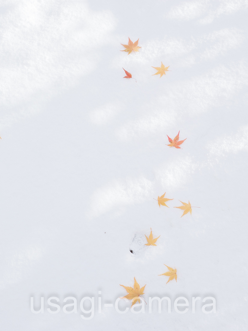 雪と紅葉（青森県八戸市）