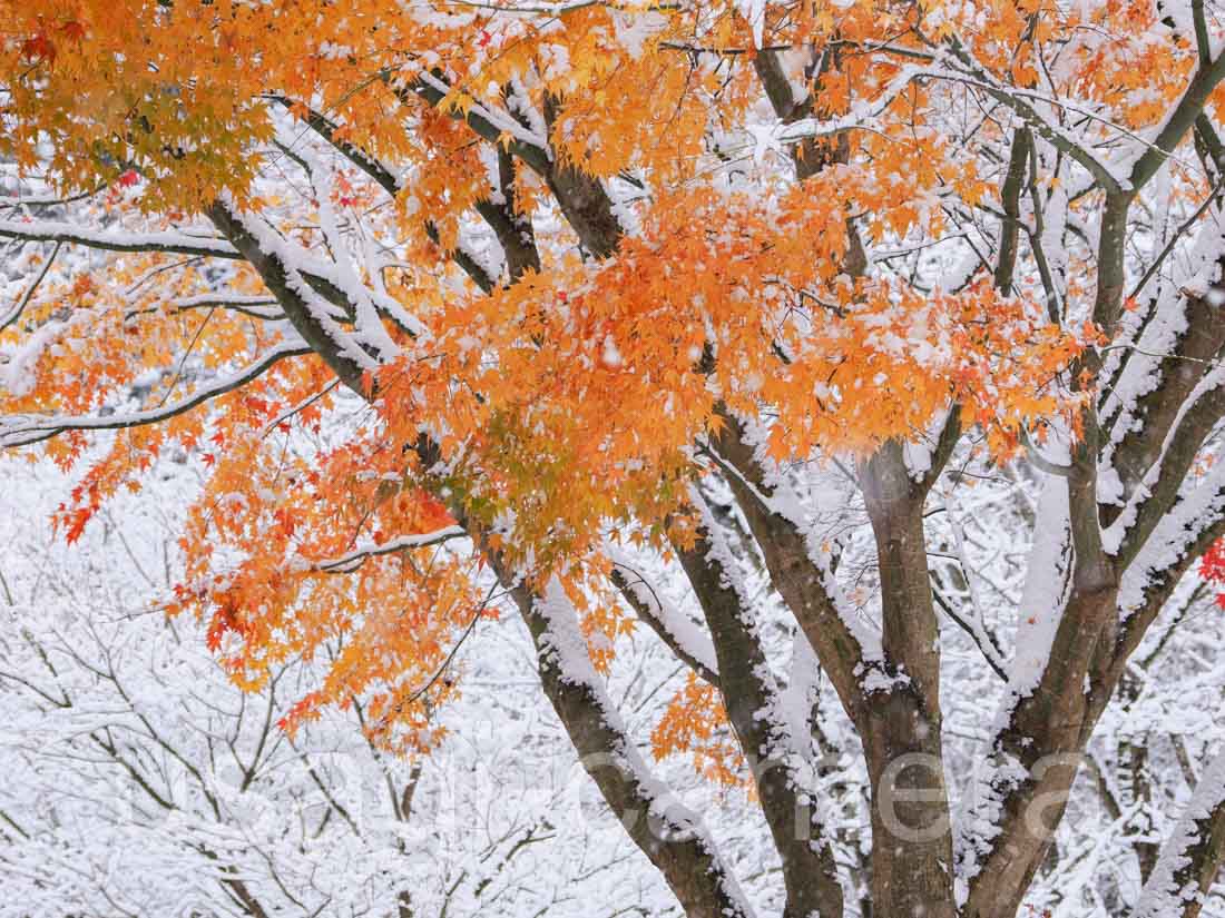 雪と紅葉（青森県八戸市）