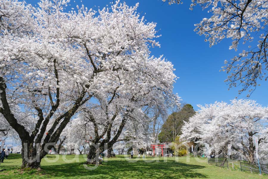 城山公園の桜