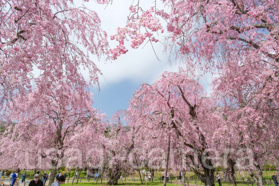 米内浄水場の桜