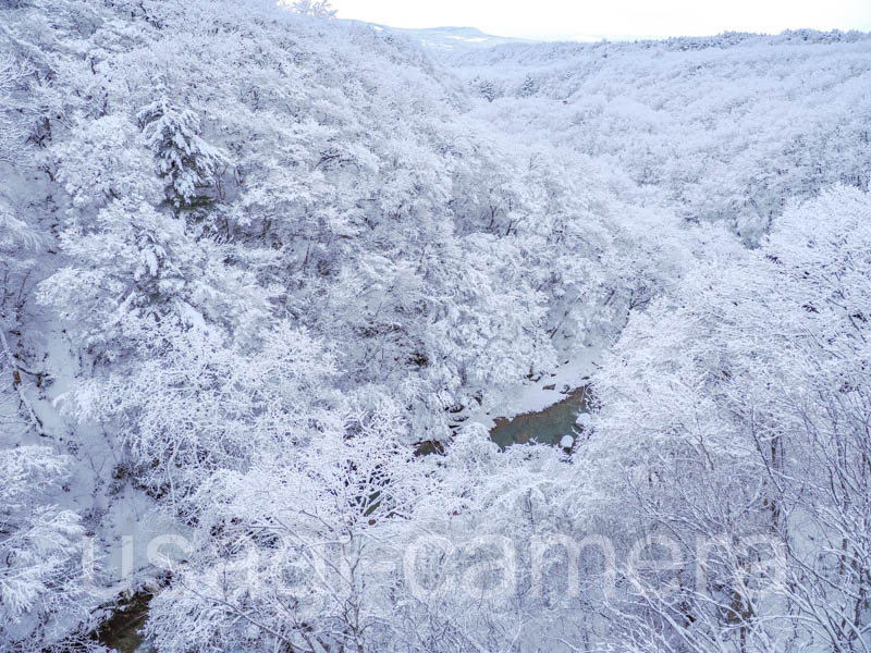 冬の森の大橋から