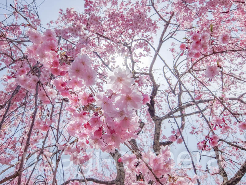 米内浄水場の枝垂れ桜