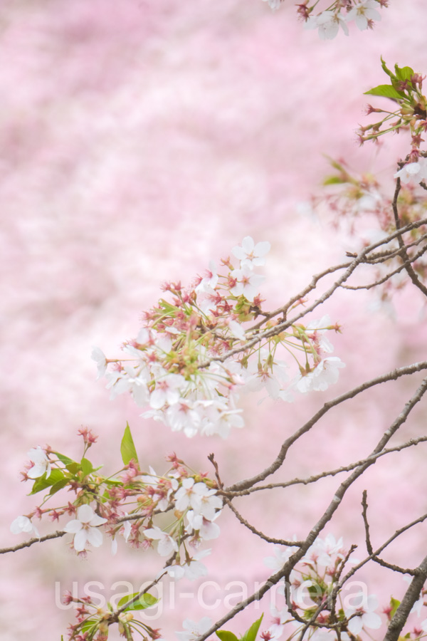 米内浄水場の枝垂れ桜