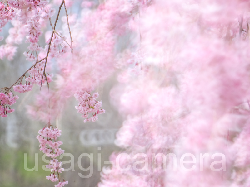 米内浄水場の枝垂れ桜