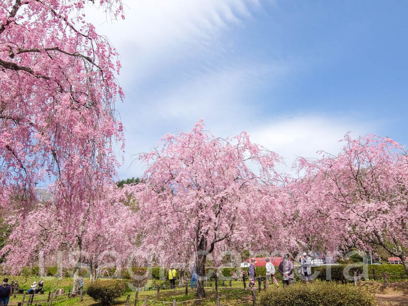 米内浄水場の枝垂れ桜