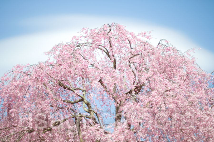 米内浄水場の枝垂れ桜