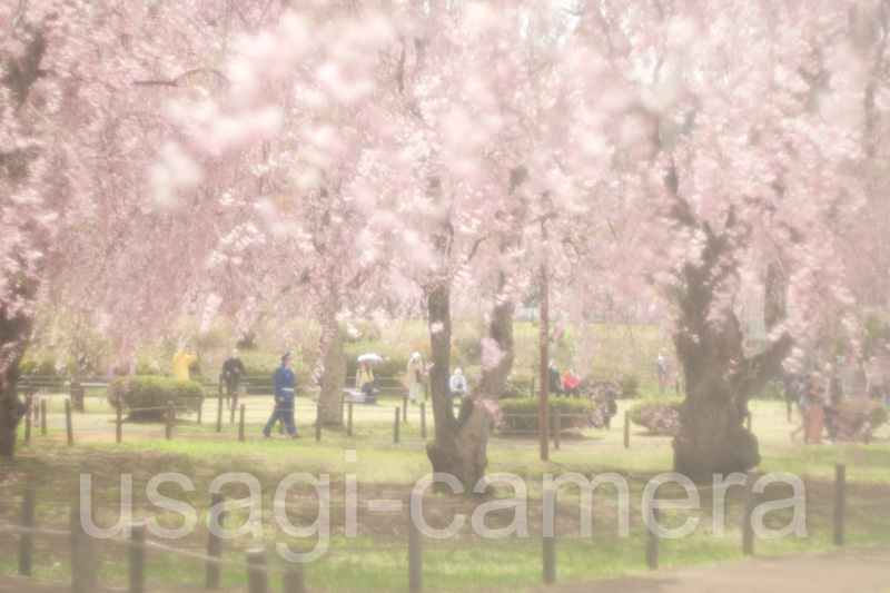 米内浄水場の枝垂れ桜