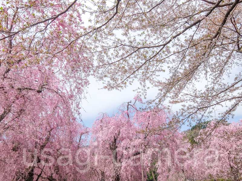 米内浄水場の枝垂れ桜