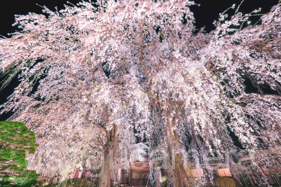 身照寺の夜桜