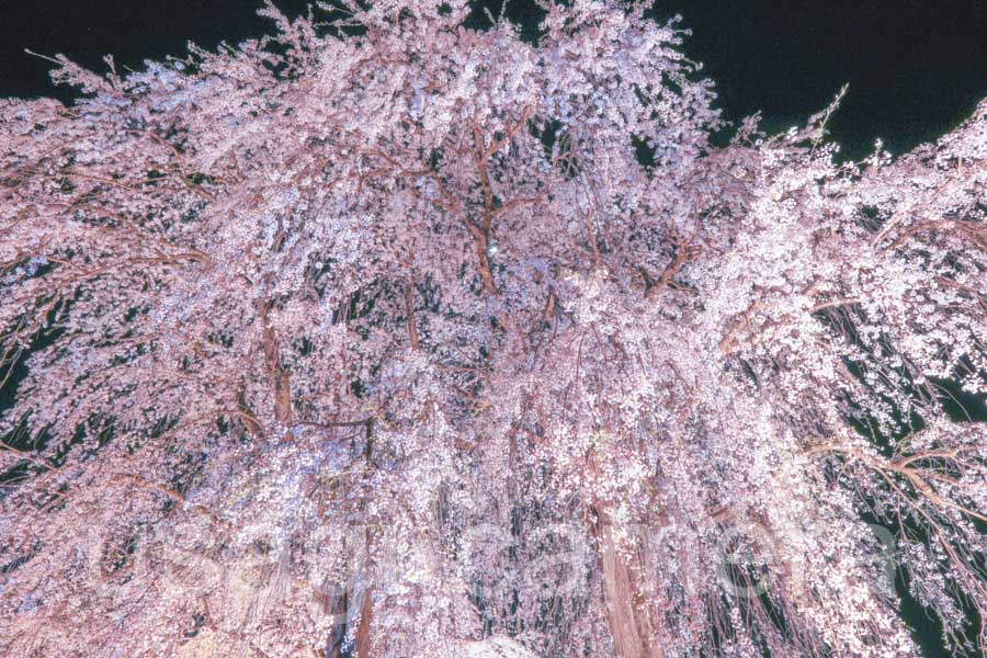 身照寺の夜桜