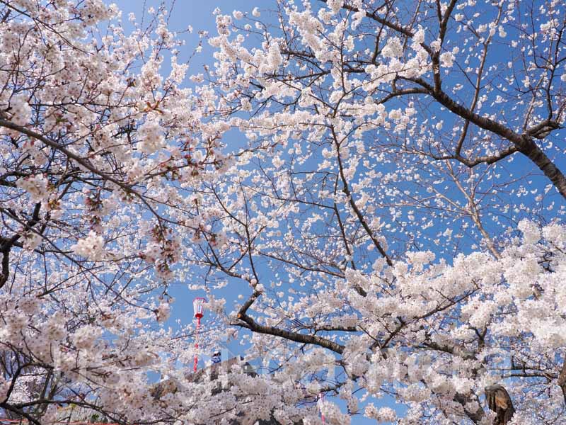 岩手公園の桜