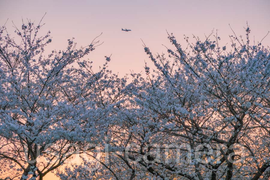 展勝地の桜