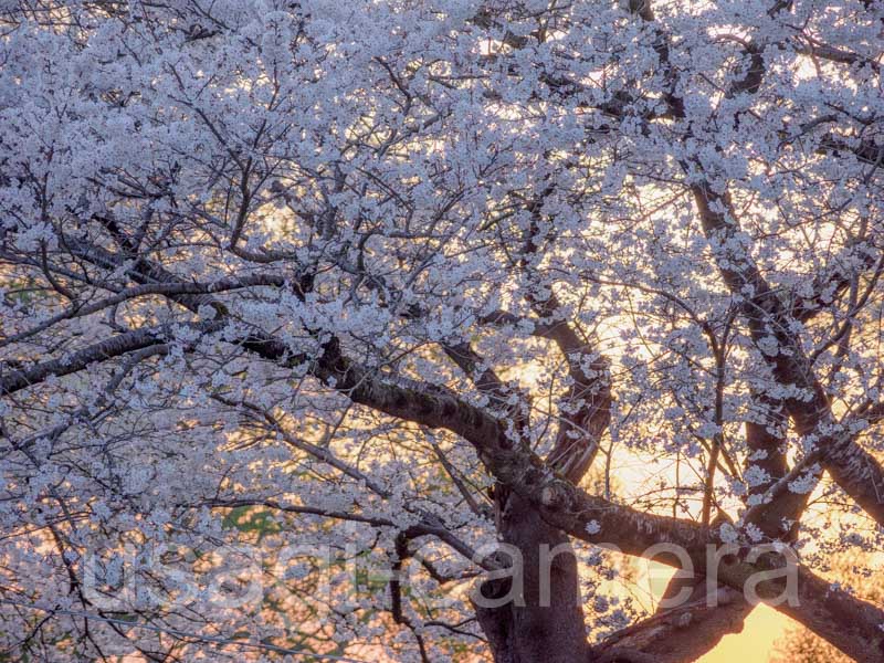 展勝地の桜