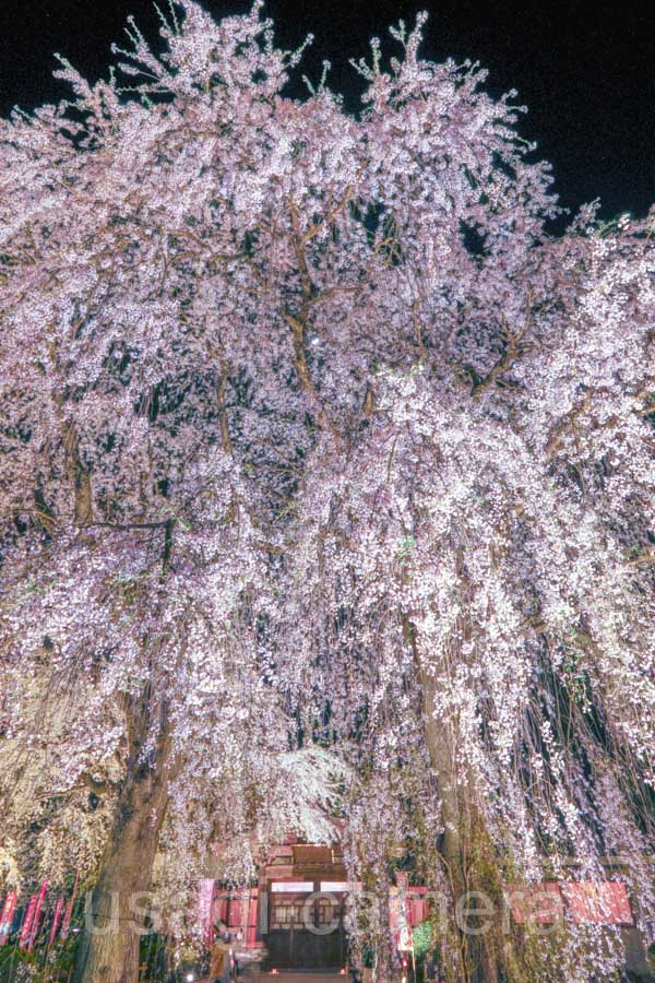 身照寺の夜桜