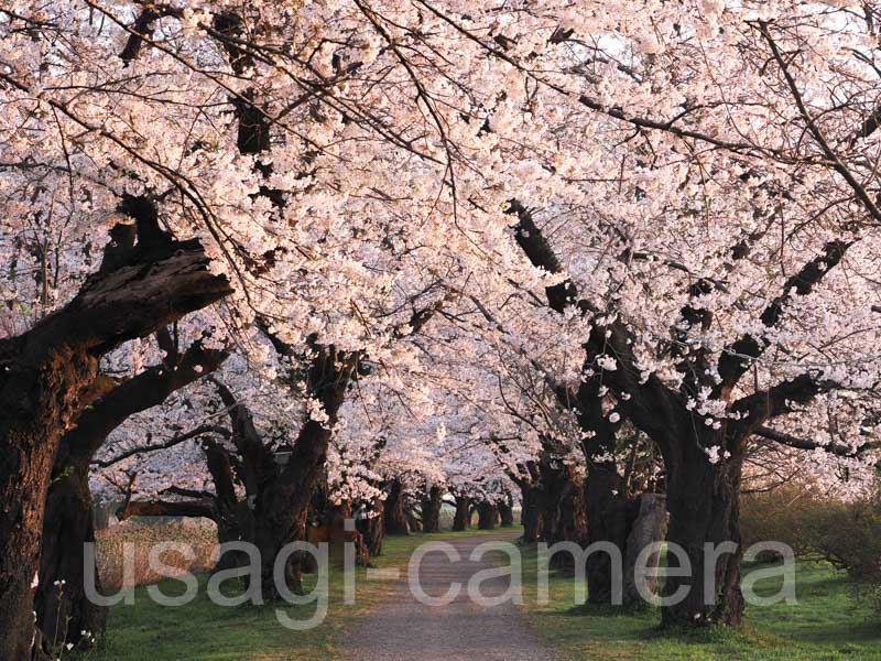 展勝地の桜