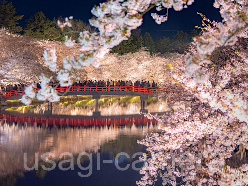 弘前公園の夜桜