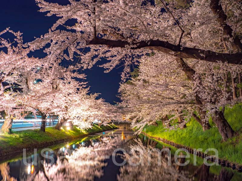 弘前公園の夜桜