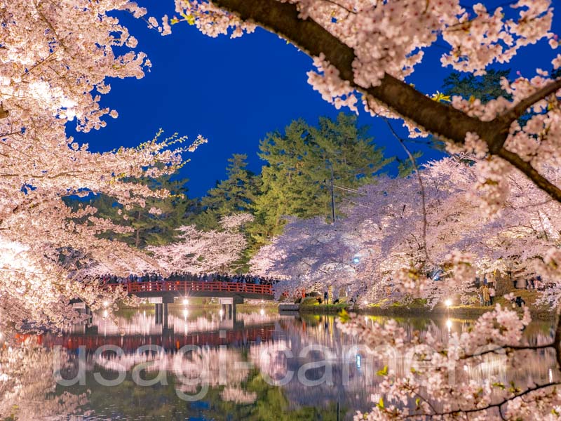 弘前公園の夜桜（春陽橋）