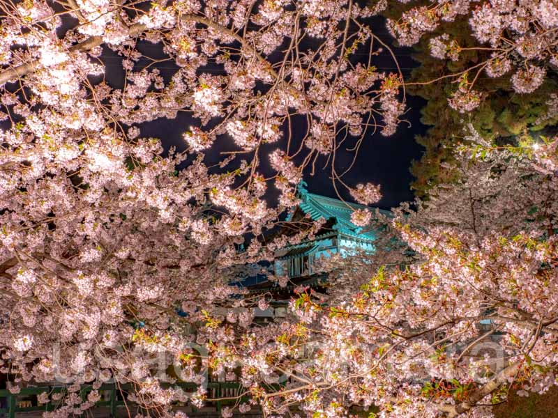 弘前公園の夜桜