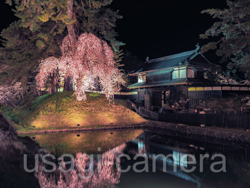 弘前公園の夜桜