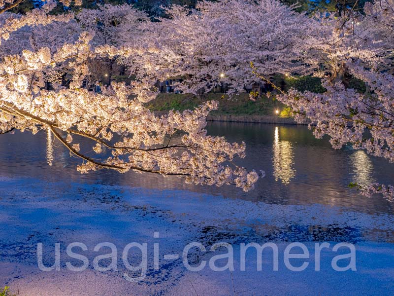 弘前公園の夜桜