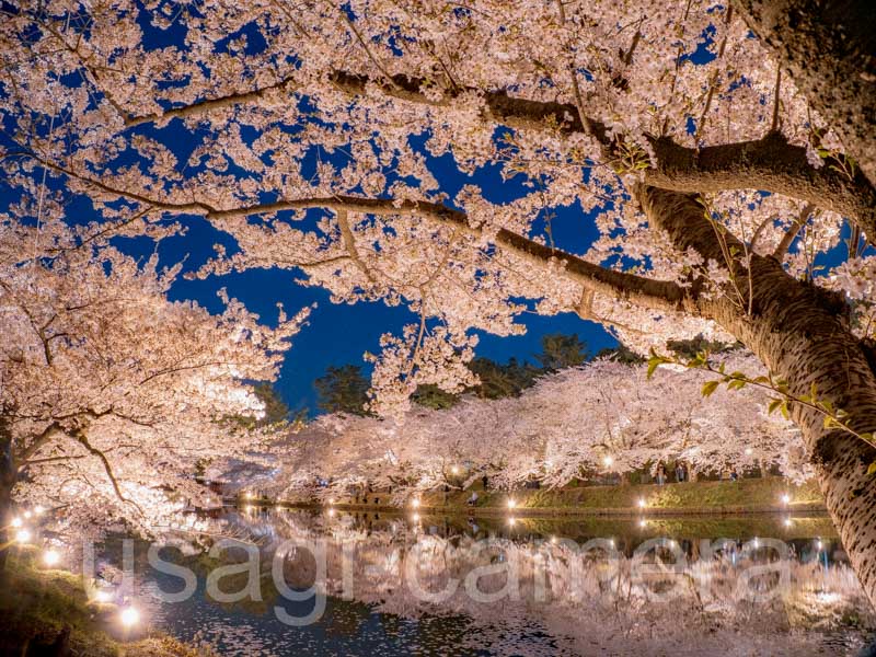 弘前公園の夜桜