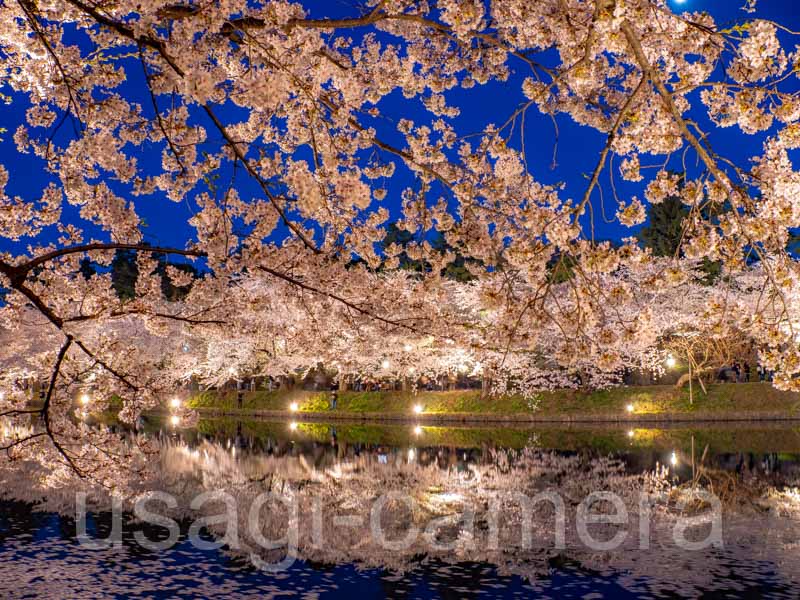 弘前公園の夜桜