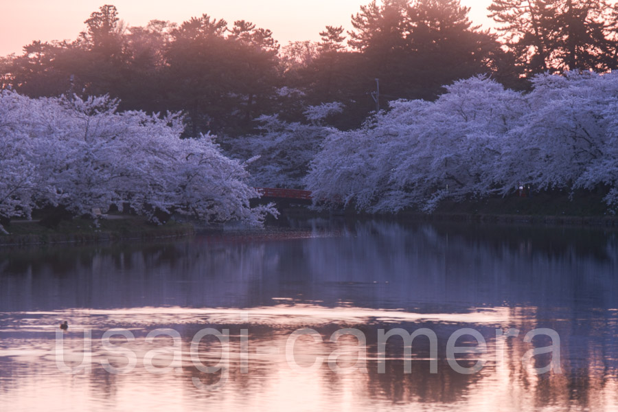 朝の弘前公園の桜