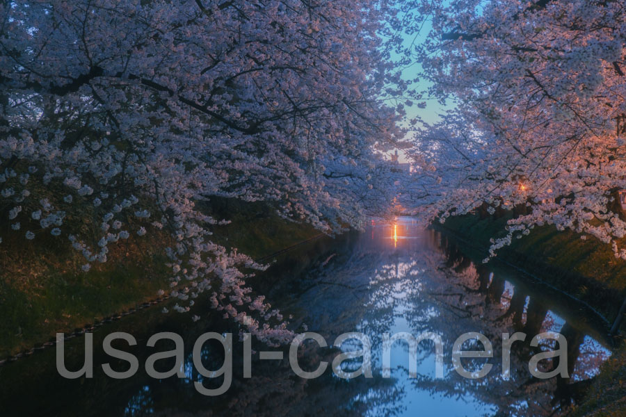 朝の弘前公園の桜