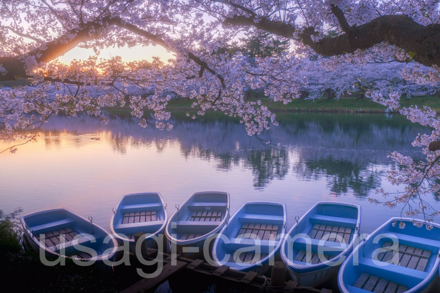 朝の弘前公園の桜