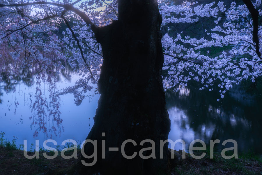 朝の弘前公園の桜