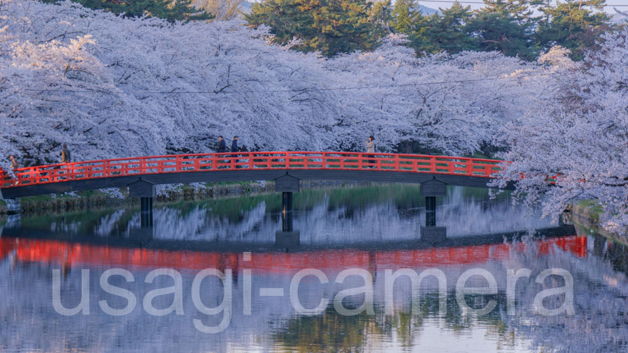 朝の弘前公園の桜