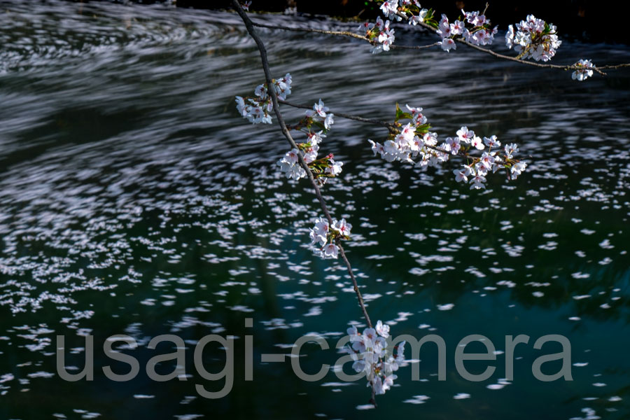 朝の弘前公園の桜