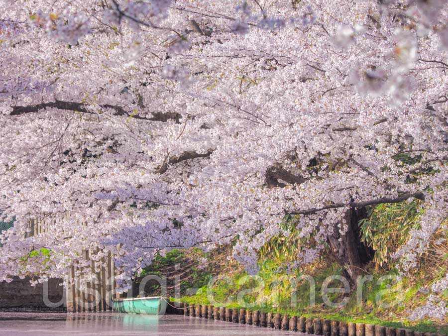 朝の弘前公園の桜