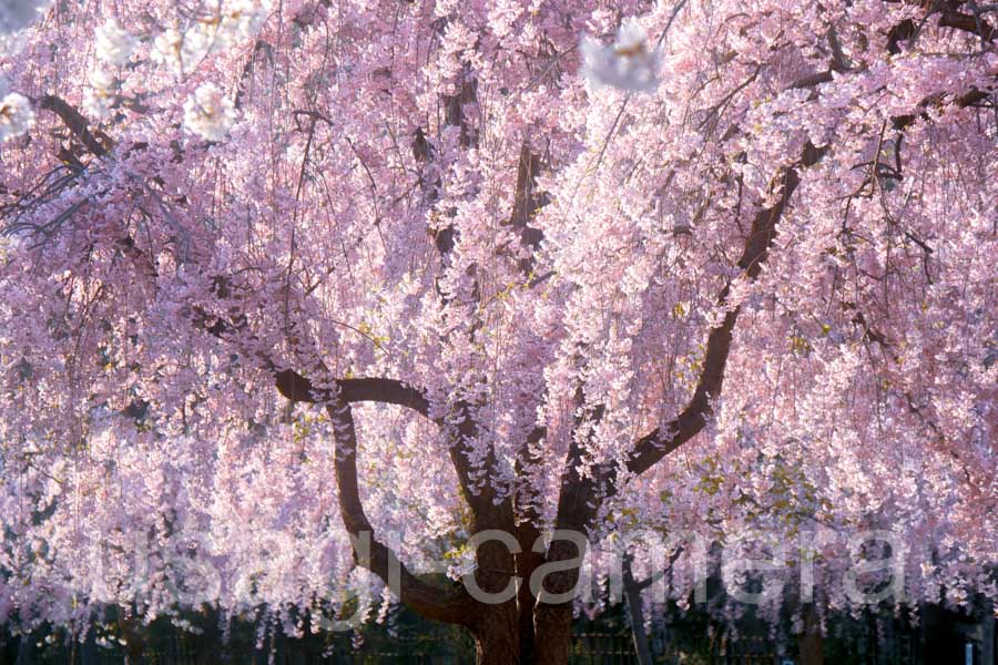 朝の弘前公園の桜