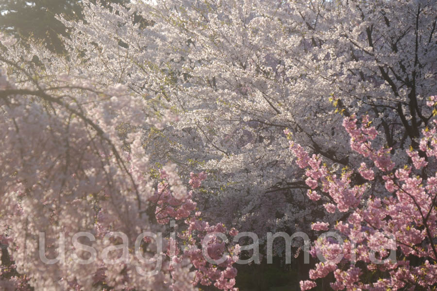 朝の弘前公園の桜