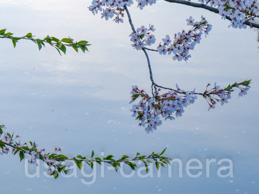 朝の弘前公園の桜