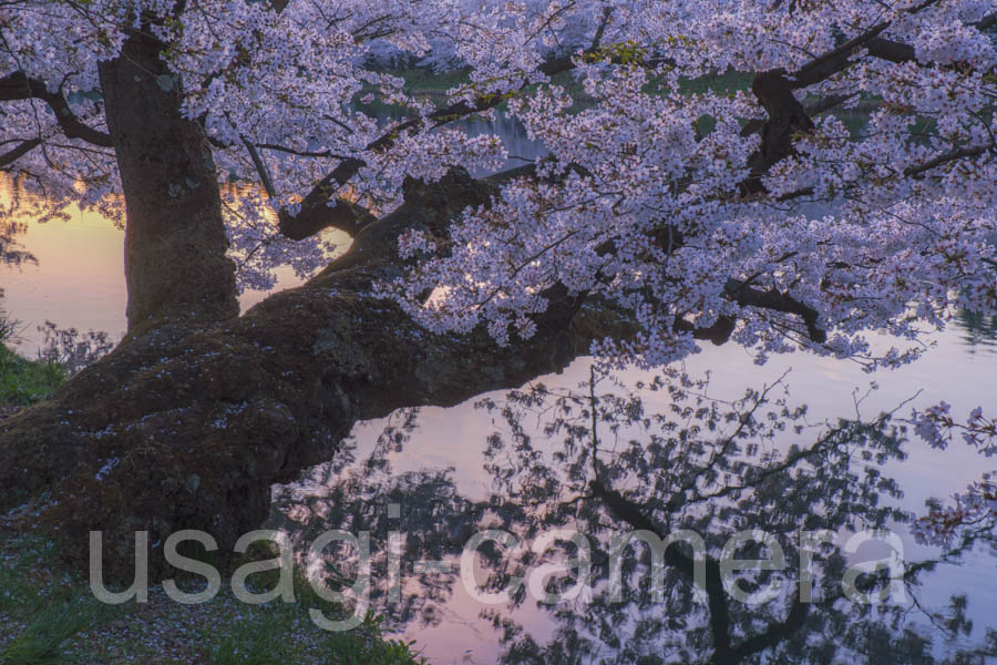 朝の弘前公園の桜