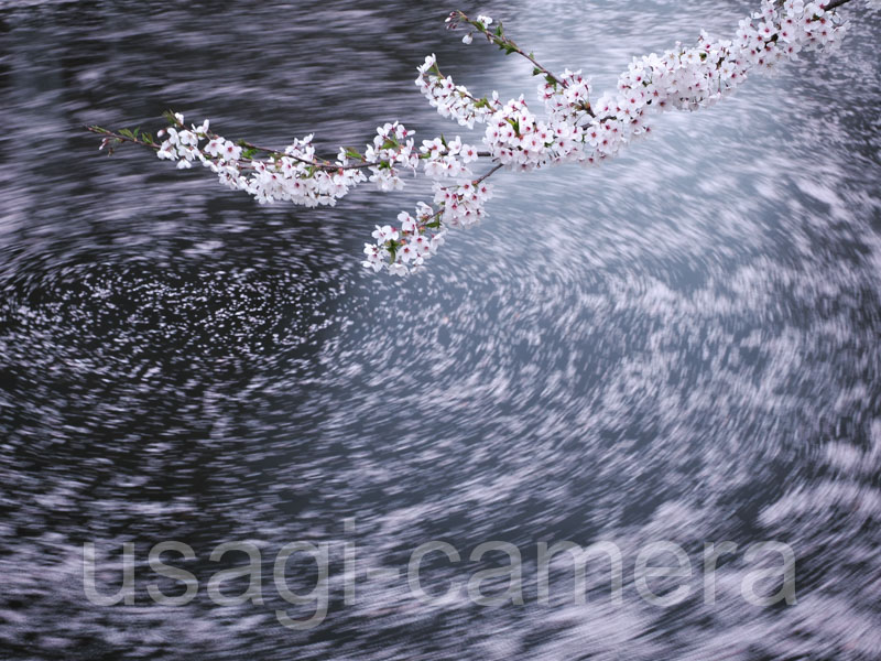 弘前公園の堀の桜