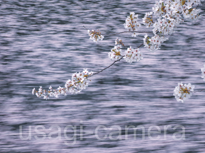 弘前公園の堀の桜