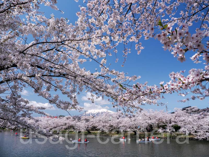 弘前公園の桜と岩木山