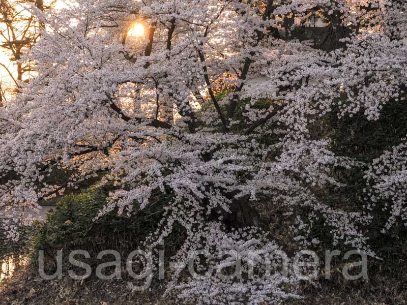 弘前公園の桜