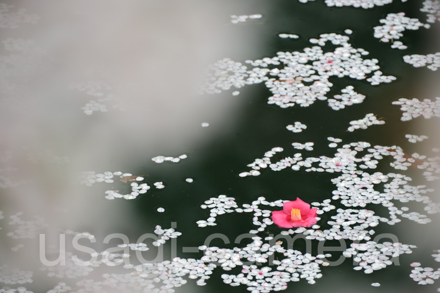 弘前公園の堀の椿と桜