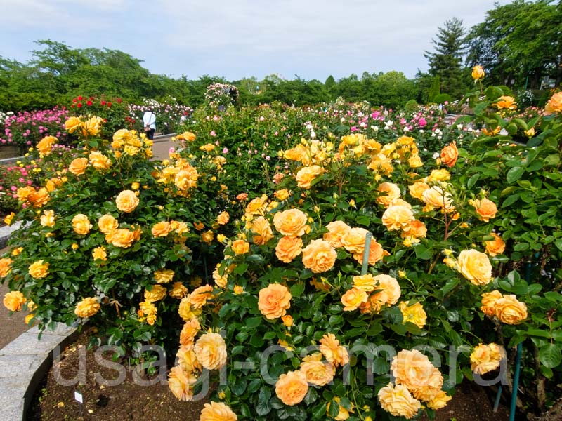 八戸公園の薔薇