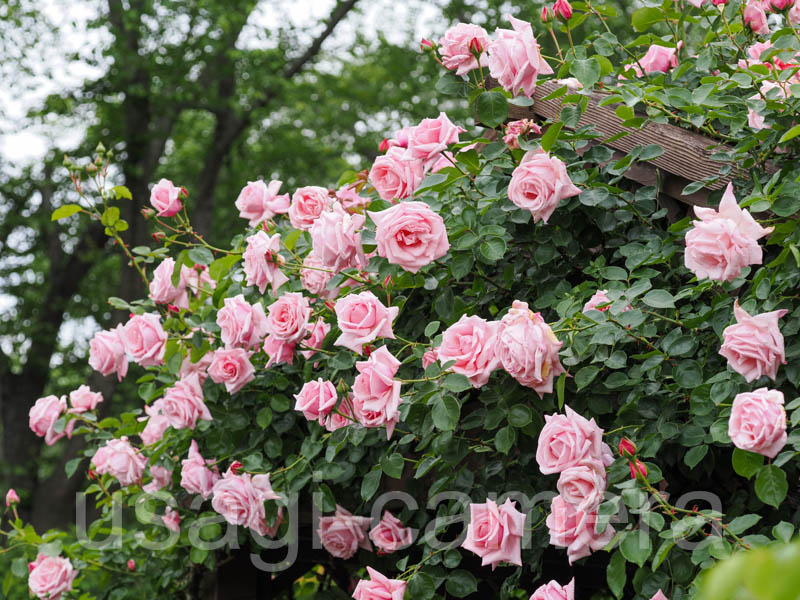 八戸公園の薔薇