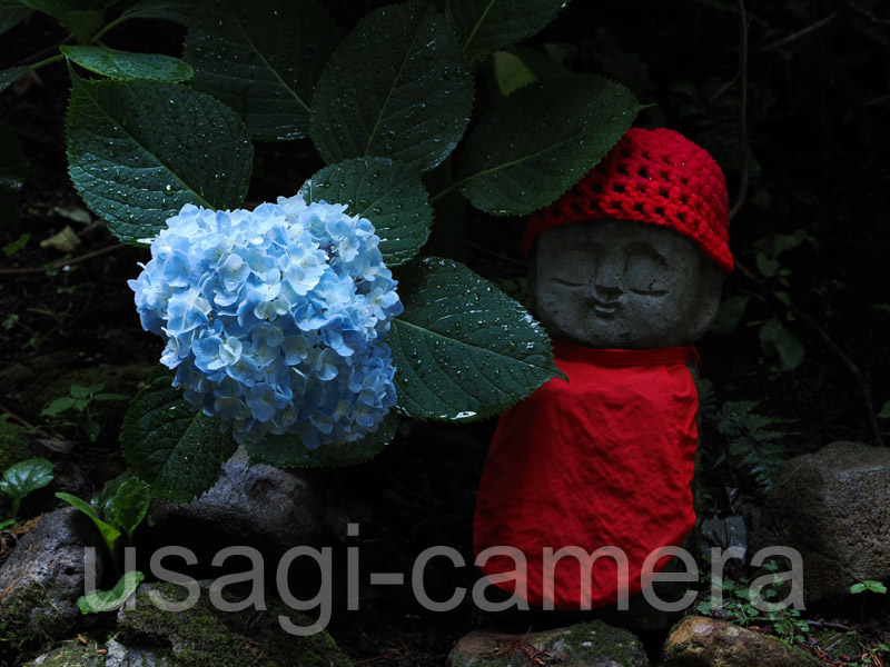 紫陽花とお地蔵様（天台寺）