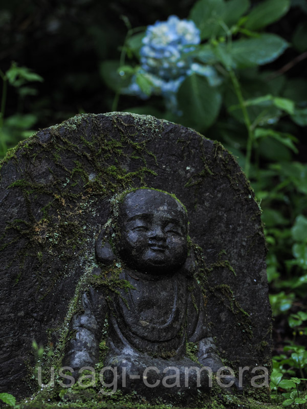 紫陽花と仏像（天台寺）