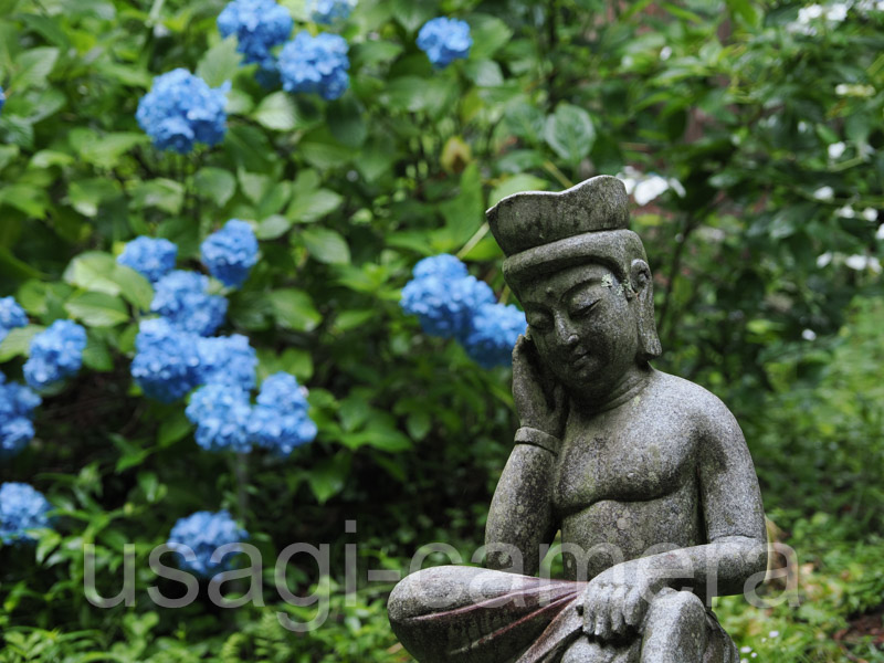 紫陽花と仏像（天台寺）