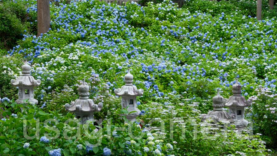 紫陽花（天台寺）