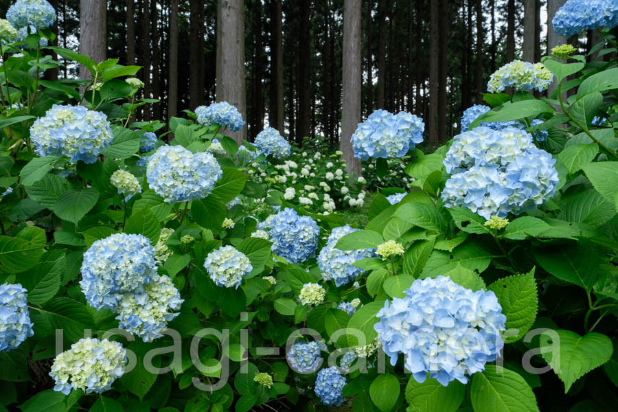 紫陽花（天台寺）